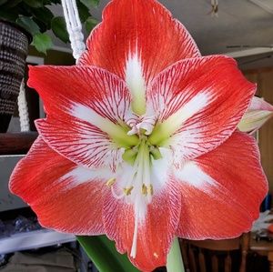 Meet your Posher, Amelia